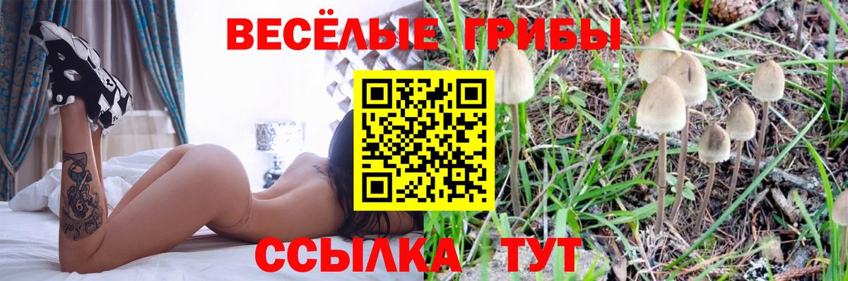 Псилоцибиновые грибы Cubensis Лобня
